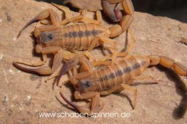 Spinnen und Skorpione kaufen und verkaufen Foto: Hamm Terraristika 8.3. Vogelspinnen, Skorpione ,labidognathe Spinnen