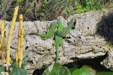 Lizards kaufen und verkaufen Photo: Eidechsen aus ganzjähriger Freilandhaltung 