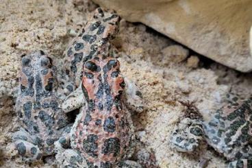 frogs kaufen und verkaufen Photo: Amphibien aus ganzjähriger Freilandhaltung 