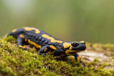 newts and salamanders kaufen und verkaufen Photo: Alpensalamander und Feuersalamander 