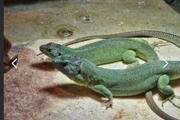 Lizards kaufen und verkaufen Photo: Eidechsen und Geckos teilweise aus ganzjähriger Freilandhaltung 