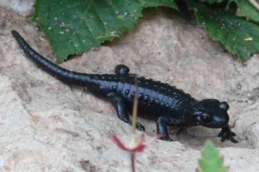 salamanders kaufen und verkaufen Photo: Alpensalamander und Feuersalamander aus ganzjähriger Freilandhaltung