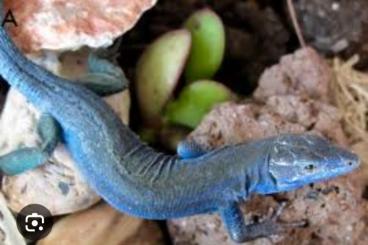 Lizards kaufen und verkaufen Photo: Mauereidechsen und  Mauergeckos