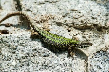 Lizards kaufen und verkaufen Photo: Mauereidechesen und Zauneidechsen aus Ganzjähriger Freilandhaldung