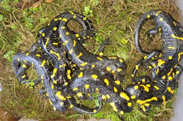 Schwanzlurche kaufen und verkaufen Foto: Feuersalamander, Alpensalamander, Molche 