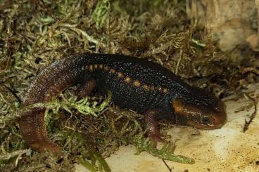 newts and salamanders kaufen und verkaufen Photo: Salamandra , Molche und Unken 