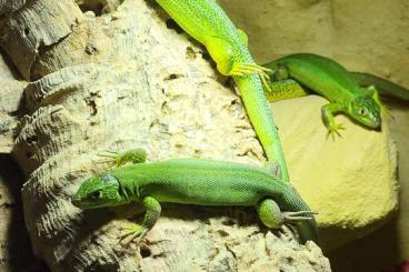 Lizards kaufen und verkaufen Photo: Smaragdeidechsen, Mauereidechsen, Zauneidechsen 