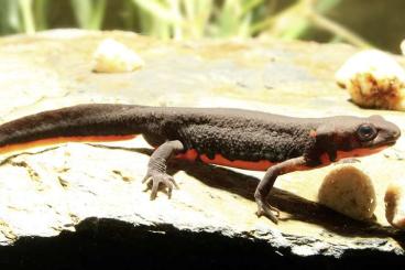 Schwanzlurche kaufen und verkaufen Foto: Salamander, Alpen und Feuersalamander sowie Molche, Unken und Harlekin