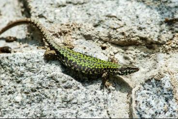 Lizards kaufen und verkaufen Photo: Mauereidechsen, Zauneidechsen und Mauereidechsen 