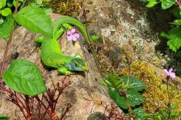 Lizards kaufen und verkaufen Photo: Mauereidechsen, Zauneidechsen und. Ruineneidechsen 