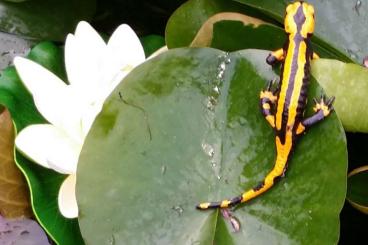 Schwanzlurche kaufen und verkaufen Foto: Alpensalamander, Feuersalamander, Molche 