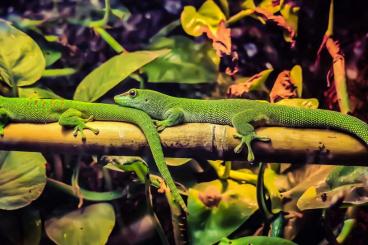 Echsen  kaufen und verkaufen Foto: Rare!! Lacerta, Podarcris, und Phelsuma 