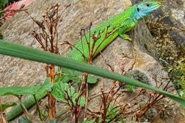 Lizards kaufen und verkaufen Photo: Rare!! Lacerta, Podarcris, und Phelsuma 