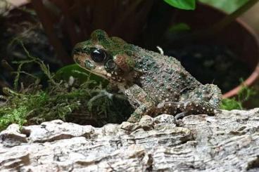 newts and salamanders kaufen und verkaufen Photo: Salamandra, Cynops und Bufo brongersmai 