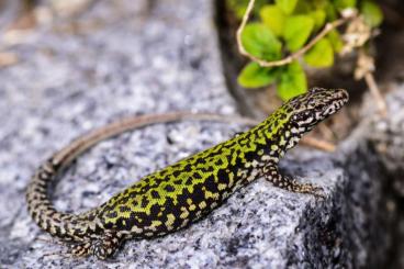 Echsen  kaufen und verkaufen Foto: Mauereidechsen, Taggeckos ( Phelsuma grandes)