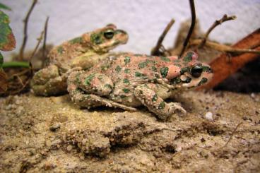 Schwanzlurche kaufen und verkaufen Foto: Amphibien: Bufo, Salamandra, Ambystoma und Cynops