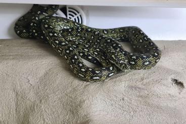 Schlangen kaufen und verkaufen Foto: Gebe ab: 1.0 Morelia spilota spilota 