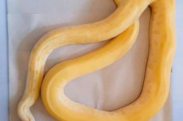 Pythons kaufen und verkaufen Foto: Albino green Burmese python (Python bivittatus)