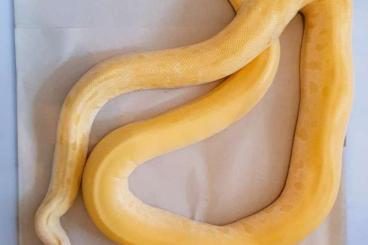 Snakes kaufen und verkaufen Photo: Python bivittatus/Burmese Python green albino