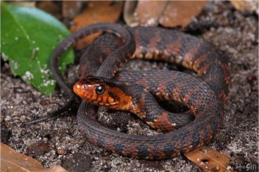 Nattern ungiftige  kaufen und verkaufen Foto: Nerodia fasciata pictiventris