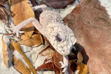 Lizards kaufen und verkaufen Photo: Nephrurus asper and amyae CB 23