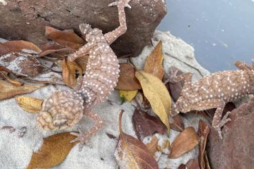 Geckos kaufen und verkaufen Foto: Nephrurus asper Nephrurus amyae