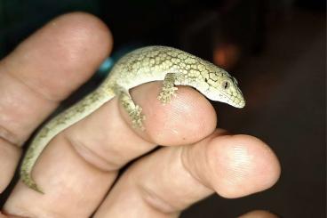 Geckos kaufen und verkaufen Foto: offer for Hamm 14.9.2024               