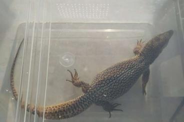 Monitor lizards kaufen und verkaufen Photo: 1.0 Varanus storri Zuchtbock aus 2021