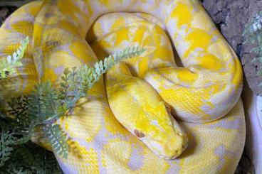 Pythons kaufen und verkaufen Foto: Retic Netzpython Superdwarf