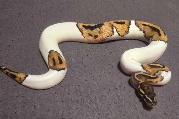 Snakes kaufen und verkaufen Photo: Königspython Piebald 1.0 nz24 100eu