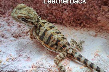 Bearded dragons kaufen und verkaufen Photo: Pogona henrylawsoni/Zwergbartagamen Leatherback 