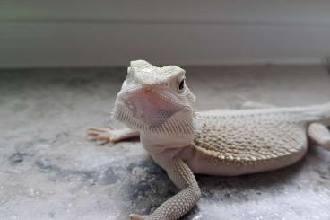 Bearded dragons kaufen und verkaufen Photo: Für Ulm Bartagamen  abzugeben 