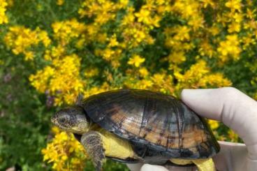 Schildkröten  kaufen und verkaufen Foto: Pelusios nanus, carinatus, bechuanicus Hamm oder Versand