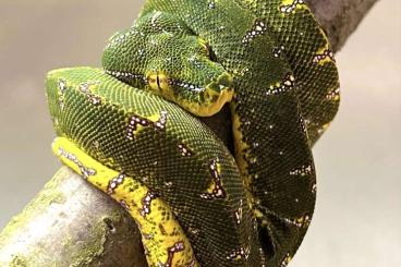 Schlangen kaufen und verkaufen Foto: MORELIA VIRIDIS MANOKWARI UNIQUE COLOUR MORPH reptilia24