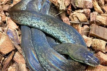 Snakes kaufen und verkaufen Photo: Liasis m. mackloti, Leiopython albertisi, Morelia sp.harrisoni