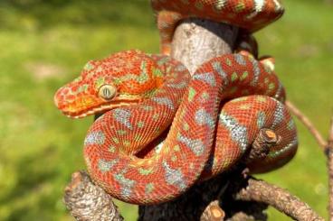 Snakes kaufen und verkaufen Photo: Corallus caninus Emerald Tree Boa