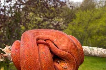 Snakes kaufen und verkaufen Photo: Corallus hortulanus Amazon Tree Boa
