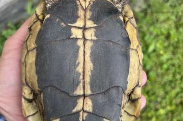 Tortoises kaufen und verkaufen Photo: 0,1 Testudo hermanni hermanni Mallorca 