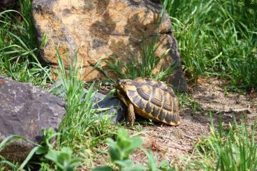 Landschildkröten kaufen und verkaufen Foto: Testudo hermannni hermanni Weibchen adult NZ  2008