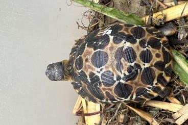 Tortoises kaufen und verkaufen Photo: Astrochelys radiata 2023 2024