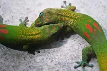 Lizards kaufen und verkaufen Photo: Verschiedene Phelsumen gesucht