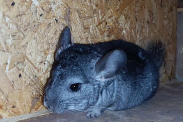 Exotic mammals kaufen und verkaufen Photo: Chinchilla.    Chinchilla 