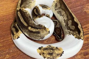 Königspythons kaufen und verkaufen Foto: Python regius - adulte + semiadulte Weibchen - Königspython