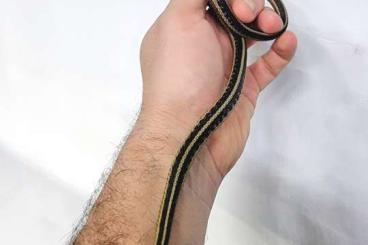 Snakes kaufen und verkaufen Photo: 3.3 Thamnophis sirtalis sirtalis CB 2022 F1