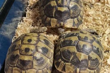 Landschildkröten kaufen und verkaufen Foto: 3.0 Testudo hermanni boettgeri