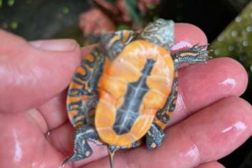 Sumpfschildkröten kaufen und verkaufen Foto: Chrysemys picta marginata