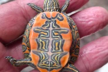 Sumpfschildkröten kaufen und verkaufen Foto: Chrysemys picta bellii hatchlings