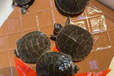 Schildkröten  kaufen und verkaufen Foto: Chrysemys picta bellii hatchlings