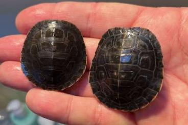 Schildkröten  kaufen und verkaufen Foto: Chrysemys picta picta hatchlings