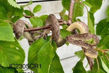 Boas kaufen und verkaufen Foto: Corallus rushenbergerii for Hamm